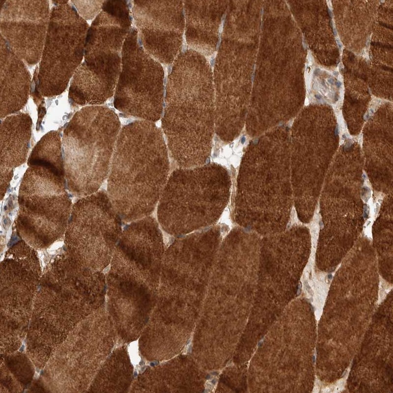 Atlas Antibodies Anti-PRDM15 Antibody