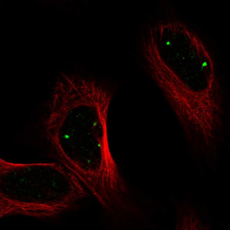 Atlas Antibodies Anti-PRDM15 Antibody