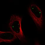 Atlas Antibodies Anti-PRDM15 Antibody
