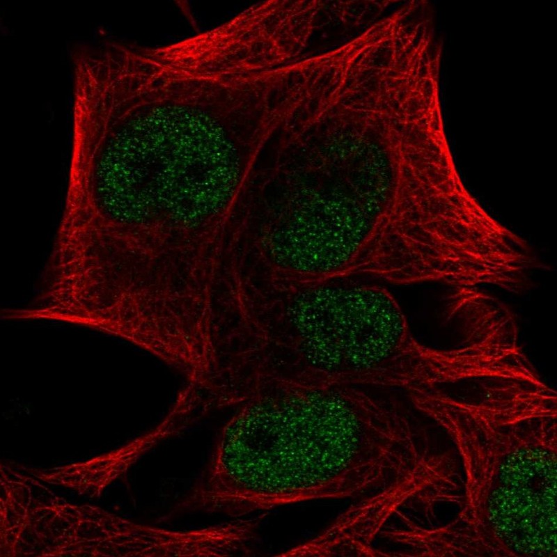 Atlas Antibodies Anti-PRDM4 Antibody