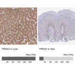 Atlas Antibodies Anti-PRDX3 Antibody