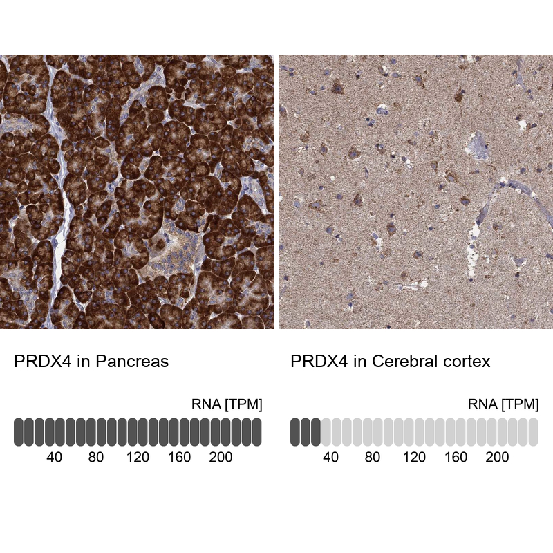 Atlas Antibodies Anti-PRDX4 Antibody