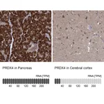 Atlas Antibodies Anti-PRDX4 Antibody