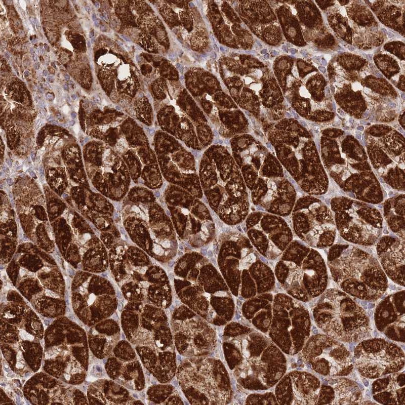 Atlas Antibodies Anti-PREP Antibody