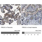 Atlas Antibodies Anti-PREX2 Antibody