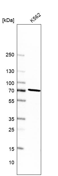 Atlas Antibodies Anti-PREP Antibody