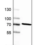 Atlas Antibodies Anti-PREP Antibody