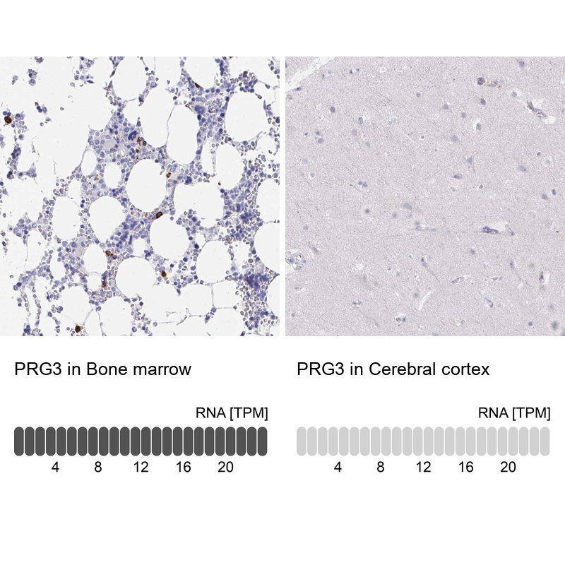 Atlas Antibodies Anti-PRG3 Antibody