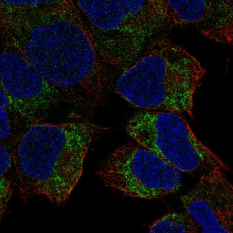Atlas Antibodies Anti-PREX2 Antibody