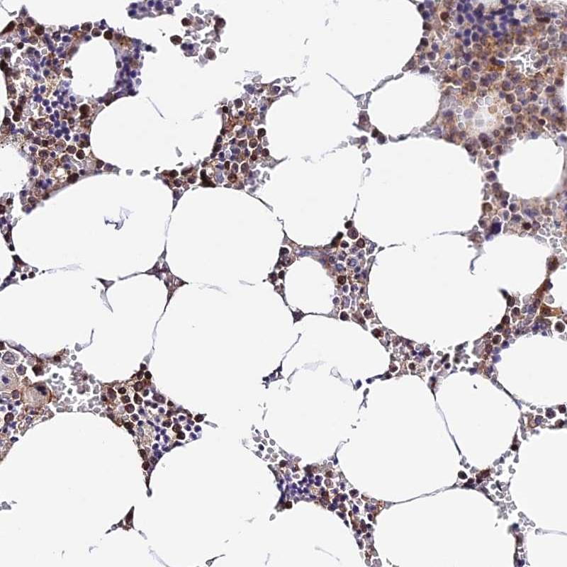 Atlas Antibodies Anti-PRIM1 Antibody
