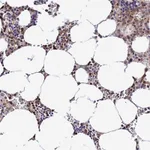 Atlas Antibodies Anti-PRIM1 Antibody