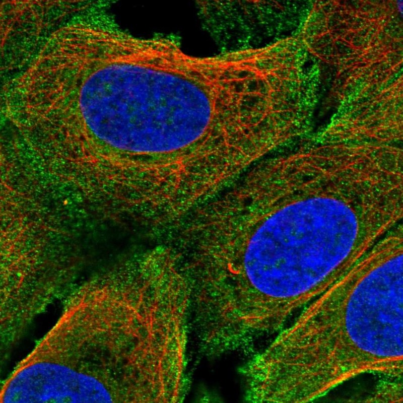 Atlas Antibodies Anti-PRIMA1 Antibody