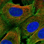 Atlas Antibodies Anti-PRIMA1 Antibody
