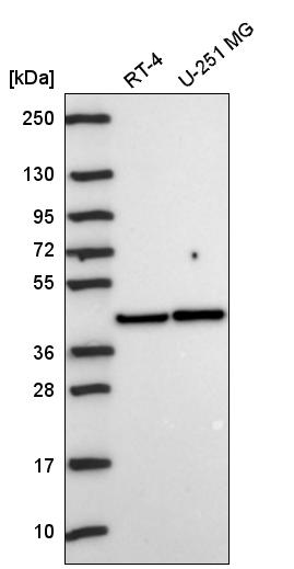 Atlas Antibodies Anti-PRKACA Antibody