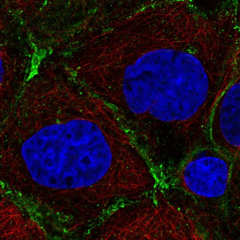 Atlas Antibodies Anti-PRKCDBP Antibody