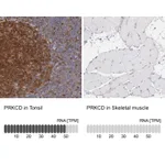 Atlas Antibodies Anti-PRKCD Antibody