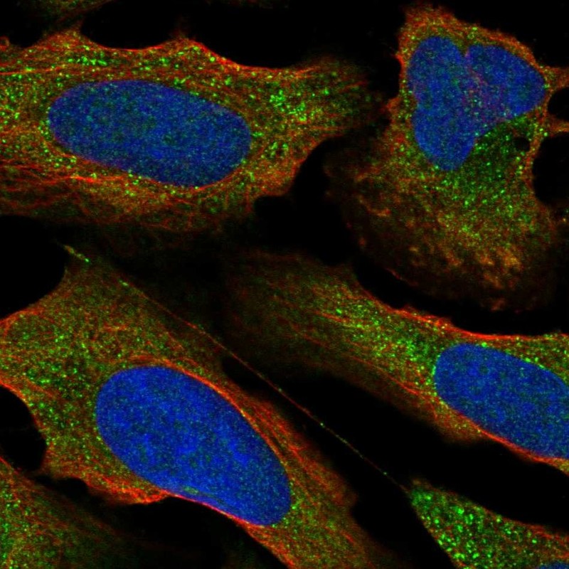 Atlas Antibodies Anti-PRKCE Antibody