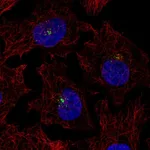 Atlas Antibodies Anti-PRKCQ Antibody