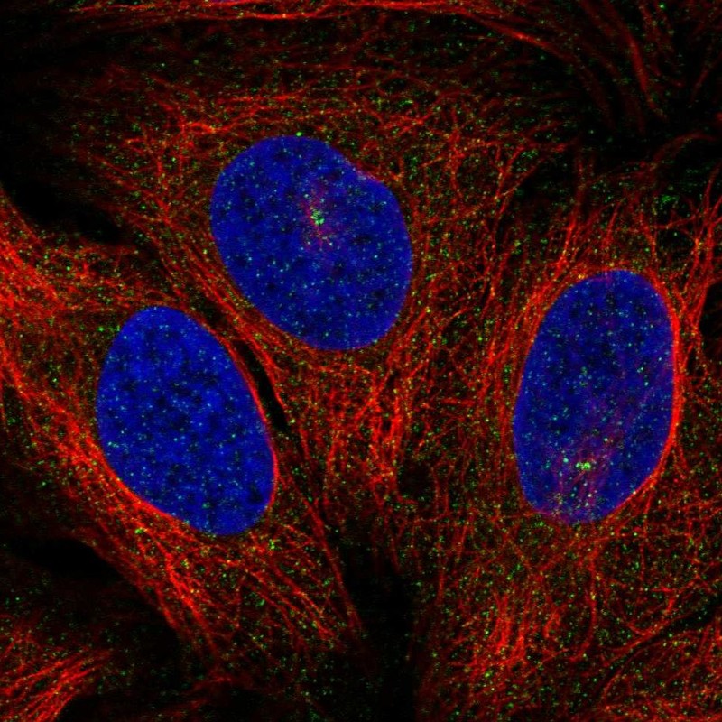 Atlas Antibodies Anti-PRKCQ Antibody