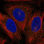 Atlas Antibodies Anti-PRKCQ Antibody