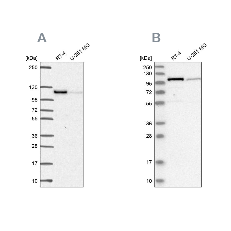 Atlas Antibodies Anti-PRKD2 Antibody