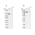 Atlas Antibodies Anti-PRKD2 Antibody