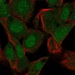 Atlas Antibodies Anti-PRM1 Antibody