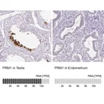 Atlas Antibodies Anti-PRM1 Antibody