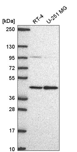 Atlas Antibodies Anti-PRMT1 Antibody