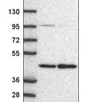 Atlas Antibodies Anti-PRMT1 Antibody