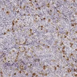 Atlas Antibodies Anti-PRLHR Antibody