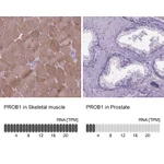 Atlas Antibodies Anti-PROB1 Antibody