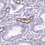 Atlas Antibodies Anti-PROCR Antibody
