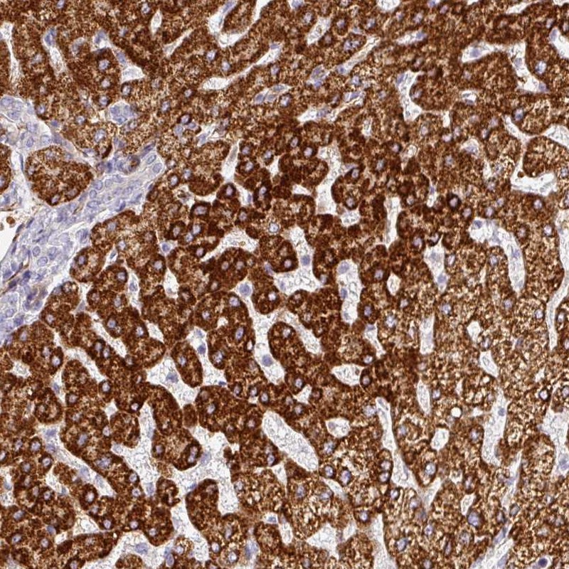 Atlas Antibodies Anti-PRODH2 Antibody