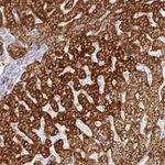 Atlas Antibodies Anti-PRODH2 Antibody