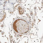 Atlas Antibodies Anti-PROS1 Antibody