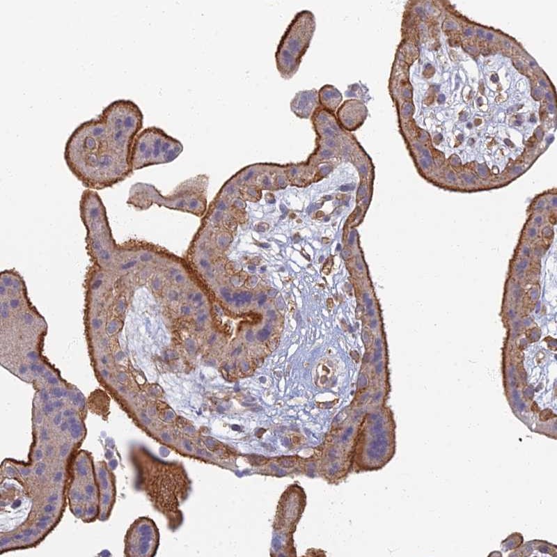Atlas Antibodies Anti-PROX2 Antibody