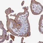 Atlas Antibodies Anti-PROX2 Antibody
