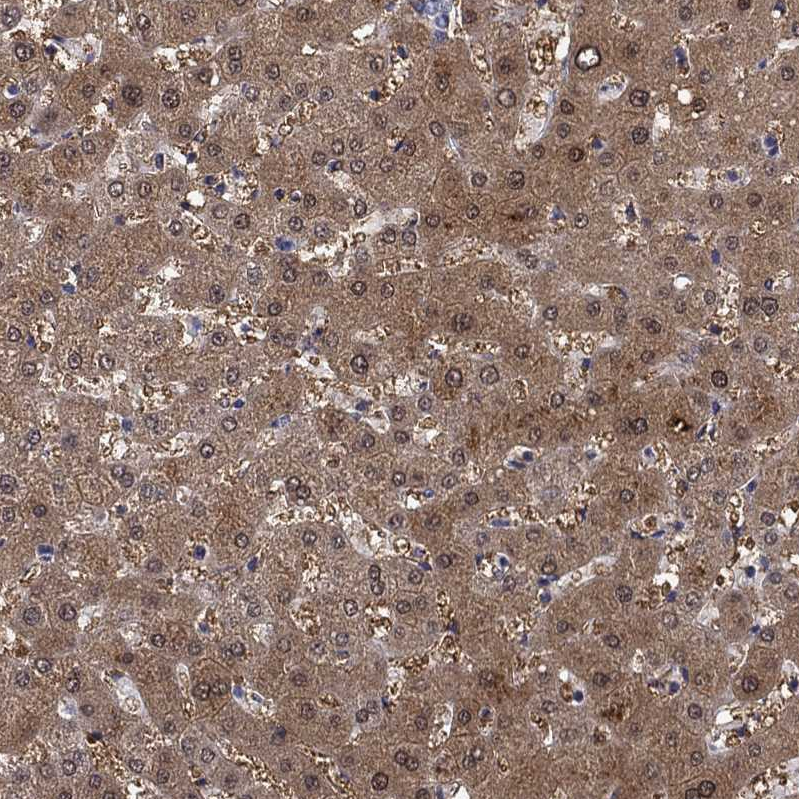 Atlas Antibodies Anti-PROZ Antibody