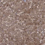 Atlas Antibodies Anti-PROZ Antibody
