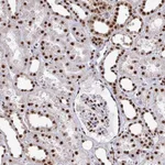 Atlas Antibodies Anti-PRPF19 Antibody