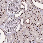 Atlas Antibodies Anti-PRPF19 Antibody
