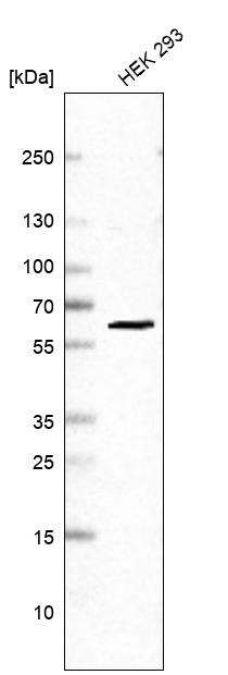 Atlas Antibodies Anti-PRPF31 Antibody