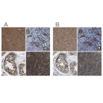 Atlas Antibodies Anti-PRPF4 Antibody