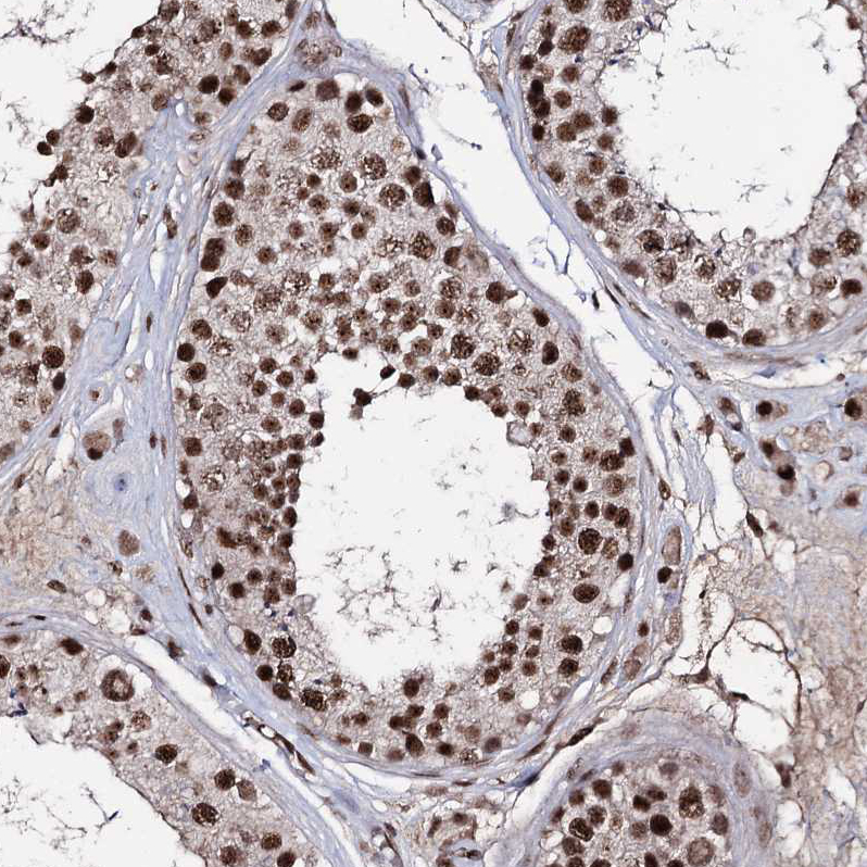 Atlas Antibodies Anti-PRPF40A Antibody