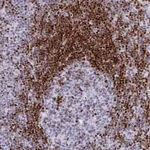 Atlas Antibodies Anti-PRPS1 Antibody