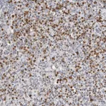 Atlas Antibodies Anti-PRR12 Antibody