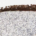 Atlas Antibodies Anti-PRR11 Antibody