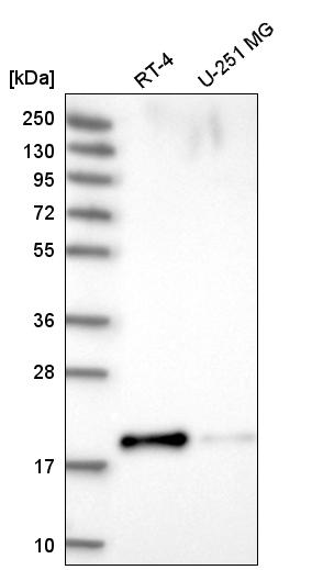 Atlas Antibodies Anti-PRR13 Antibody