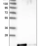 Atlas Antibodies Anti-PRR13 Antibody